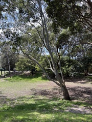 Eucalyptus tereticornis