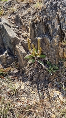 Plantago australis