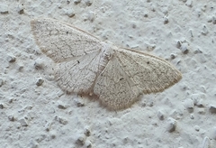 Lepidoptera