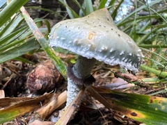 Stropharia aeruginosa