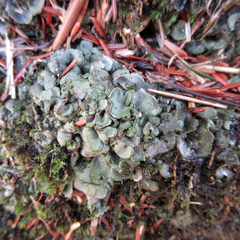 Dermatocarpon luridum