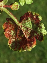 Synchytrium australe