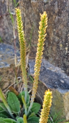 Plantago australis