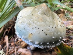 Stropharia aeruginosa