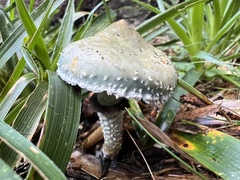 Stropharia aeruginosa