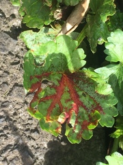 Synchytrium australe