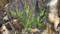 Lepidium densiflorum