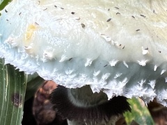 Stropharia aeruginosa