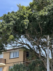 Ficus rubiginosa