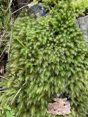 Pyrrhobryum
