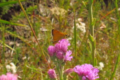 Hesperia meskei