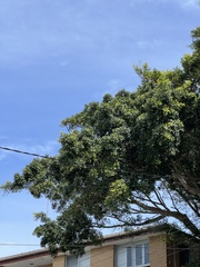 Ficus rubiginosa