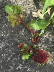 Synchytrium australe