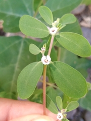 Euphorbia pediculifera