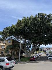 Ficus rubiginosa