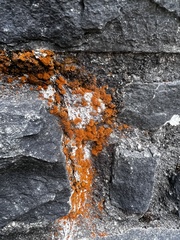 Xanthocarpia feracissima