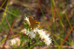 Hesperia meskei