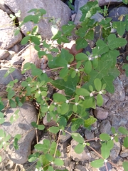 Euphorbia pediculifera
