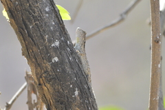 Urosaurus bicarinatus