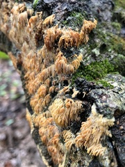 Radulomyces copelandii