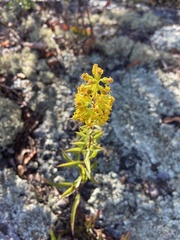 Solidago puberula