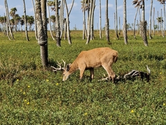 Blastocerus dichotomus