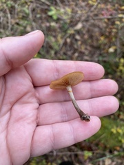 Galerina marginata