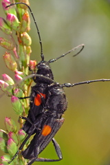 Tragidion coquus