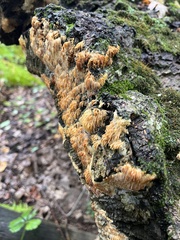 Radulomyces copelandii