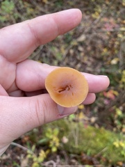 Galerina marginata