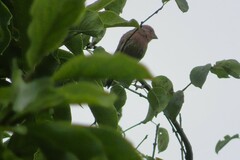 Haemorhous mexicanus