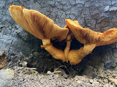 Gymnopilus