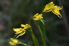 Diuris chryseopsis