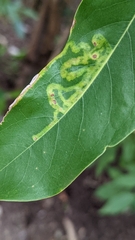 Phyllocnistis magnoliella
