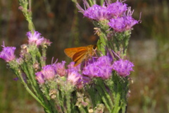 Hesperia meskei