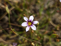 Sisyrinchium rosulatum