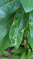 Phyllocnistis magnoliella