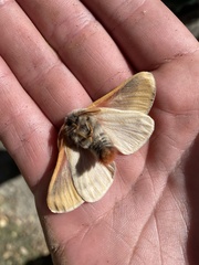 Hemileuca oliviae
