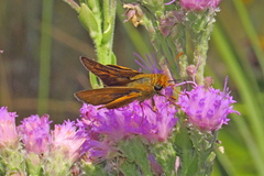 Hesperia meskei