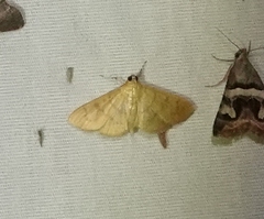 Helvibotys helvialis