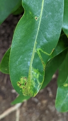 Phyllocnistis magnoliella