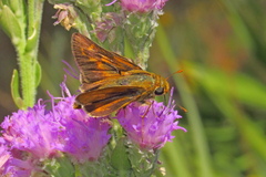 Hesperia meskei