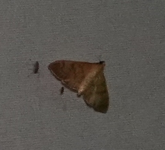 Psara obscuralis
