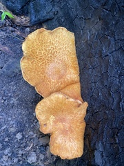 Gymnopilus