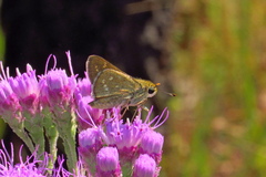 Hesperia attalus slossonae