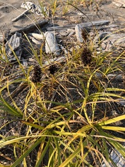 Carex macrocephala