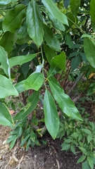 Phyllocnistis magnoliella