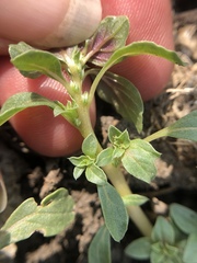 Amaranthus californicus