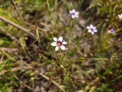 Sisyrinchium rosulatum