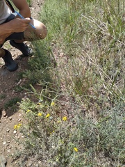 Thelesperma megapotamicum